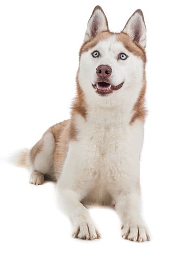 diego